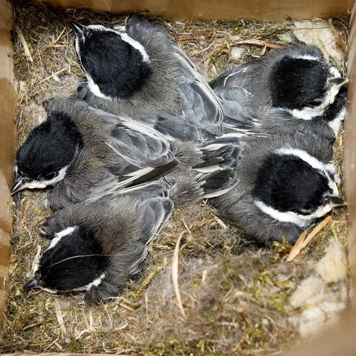 Clean Nestboxes in October