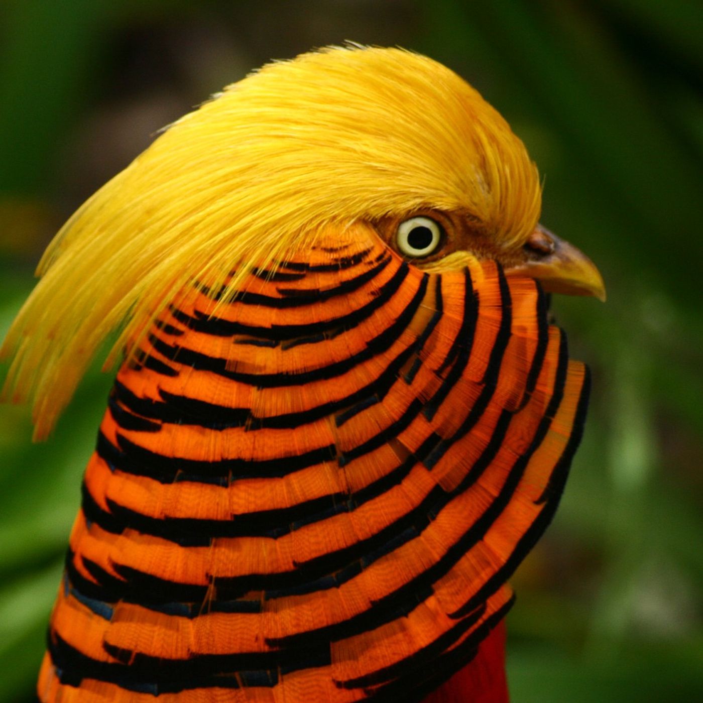 The Firebird’s Bright Outfit
