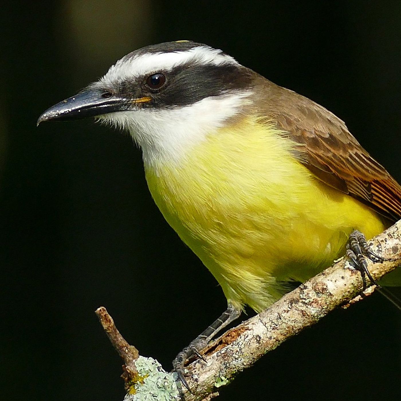 Great Kiskadee: Unconventional Flycatcher