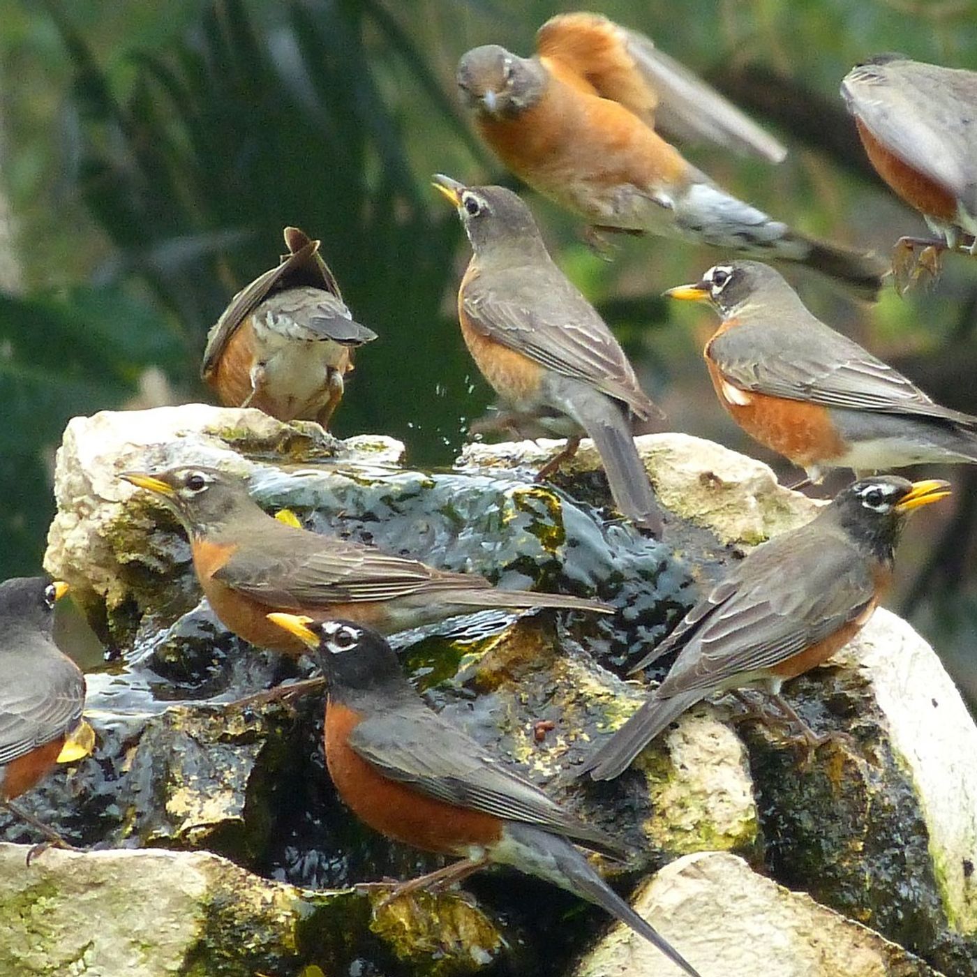 The Most Abundant Birds in North America