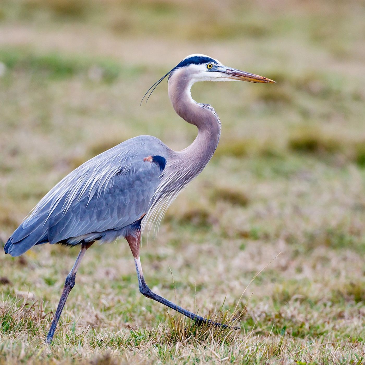 Great Blue Herons on Land