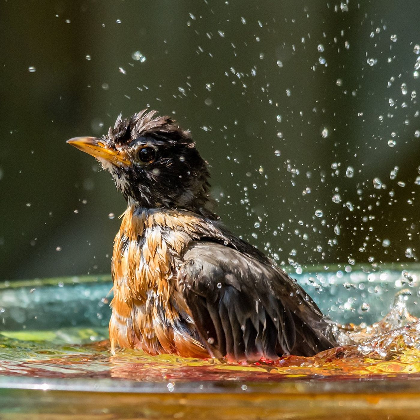 Birds Need Water in Summer