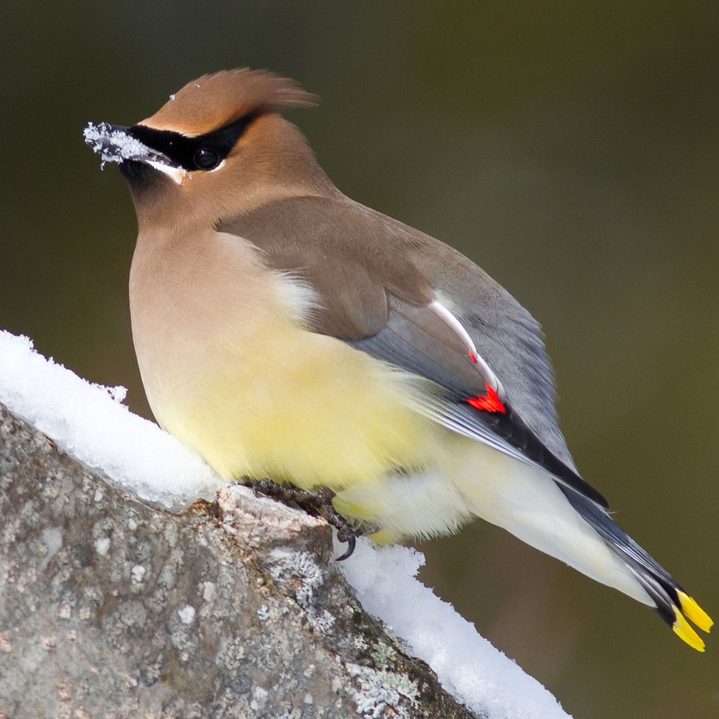 Why Birds Eat Snow