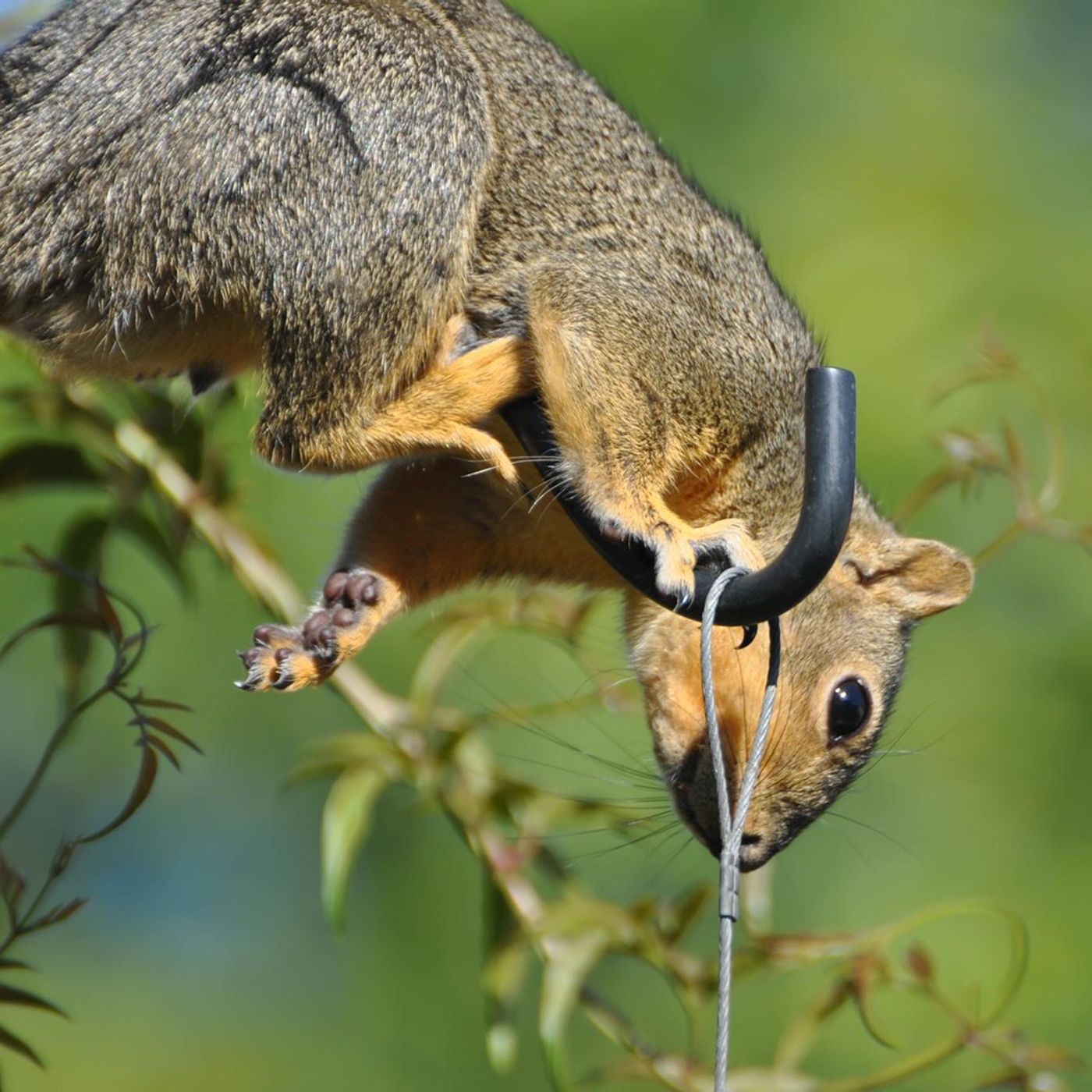 BirdNoir: The Squirrel Mafia