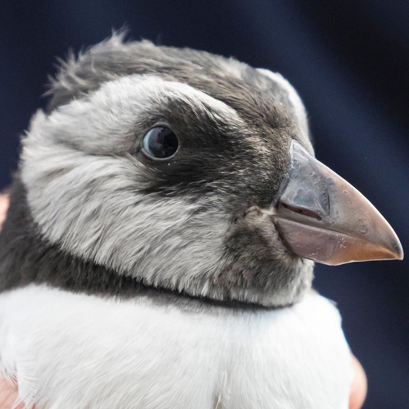 Puffling Patrol