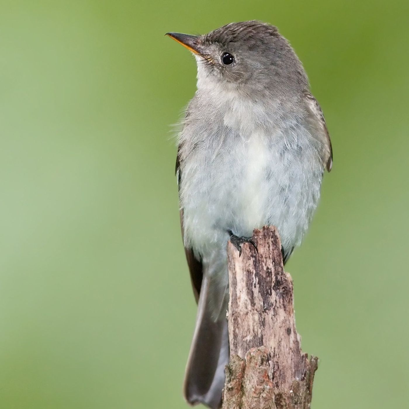 Letter to an Eastern Wood-Pewee