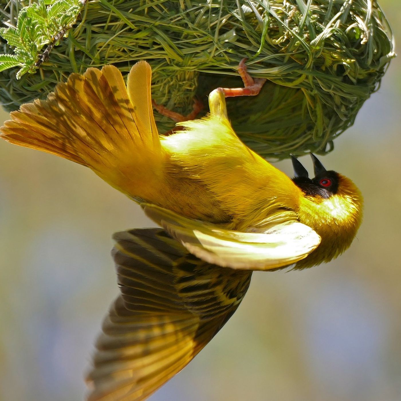 The Best Nest
