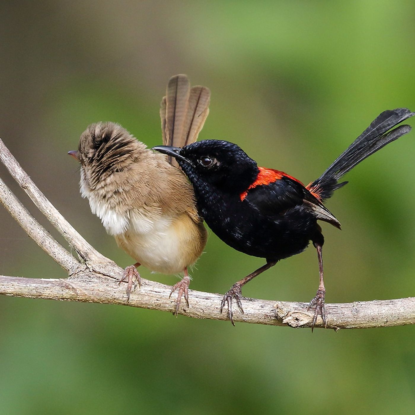 BirdNote Daily