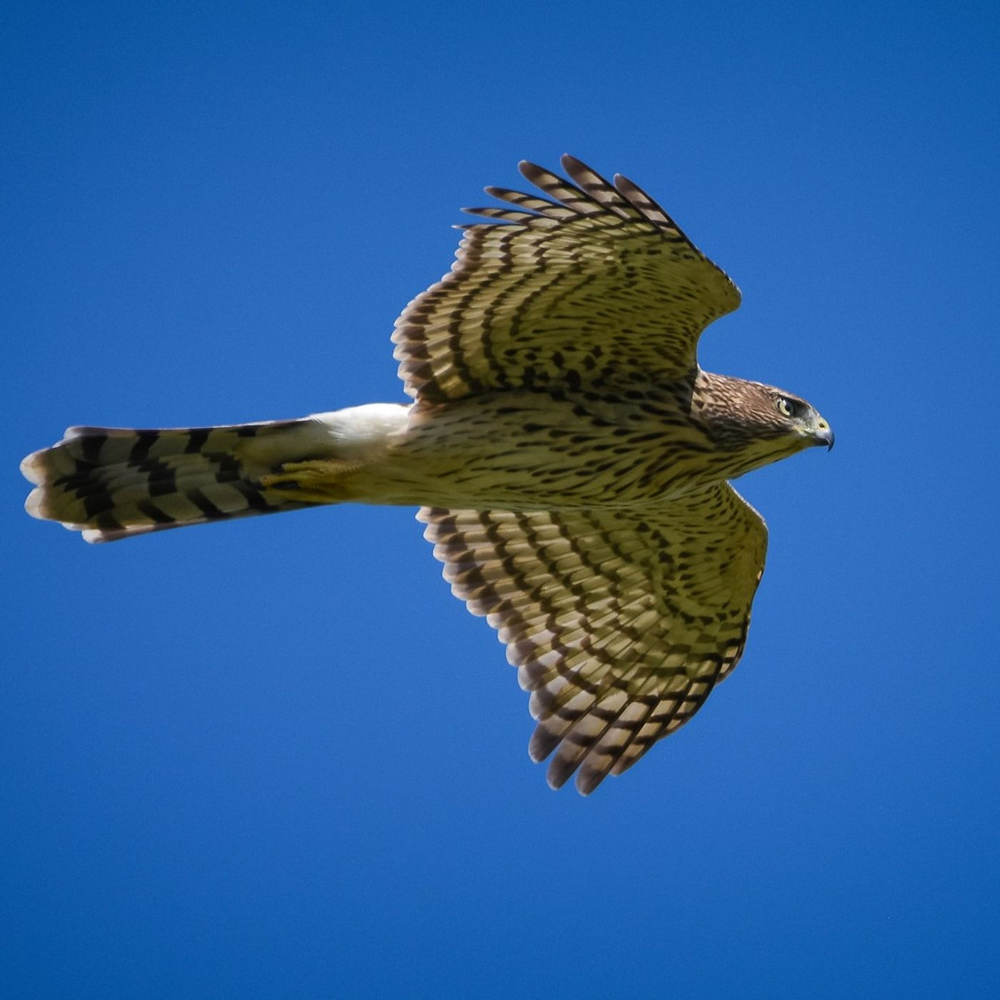 Urban Cooper’s Hawks