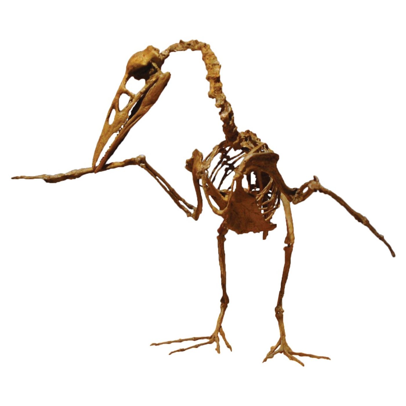 A Bird Walk 65 Million Years Ago