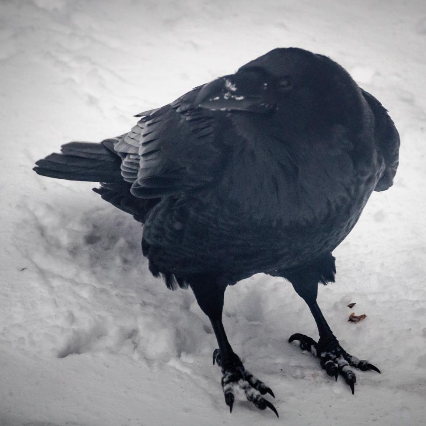 Winter - Nature’s Cold Storage