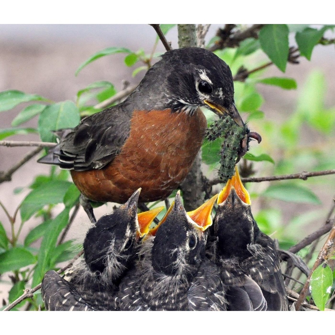 Nesting Niches