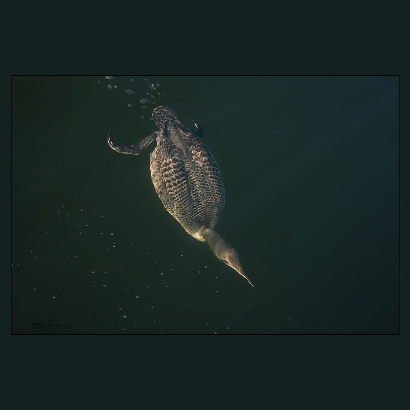 Diving Birds – Below the Surface