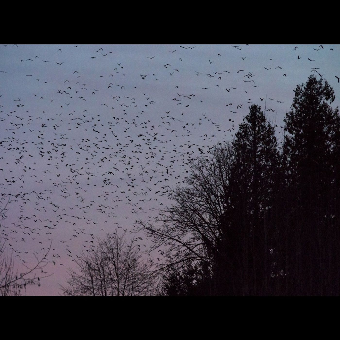 The Crows’ Night Roost