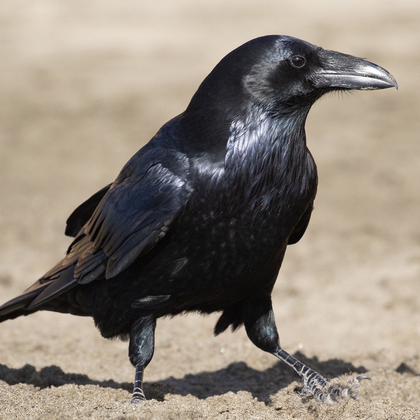 The Benefits of a Raven's Black Feathers