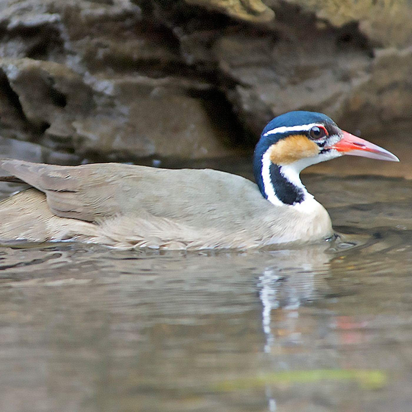 Sungrebe: Baby on Board