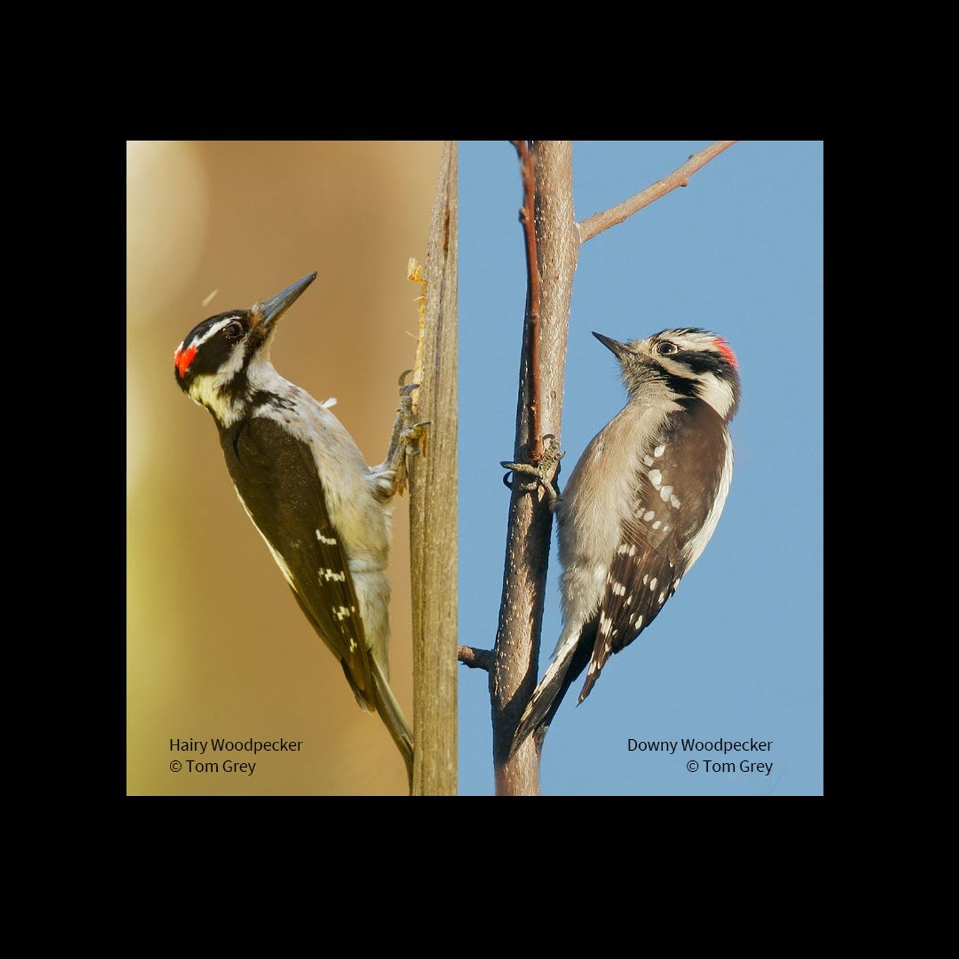 Downy and Hairy Woodpeckers