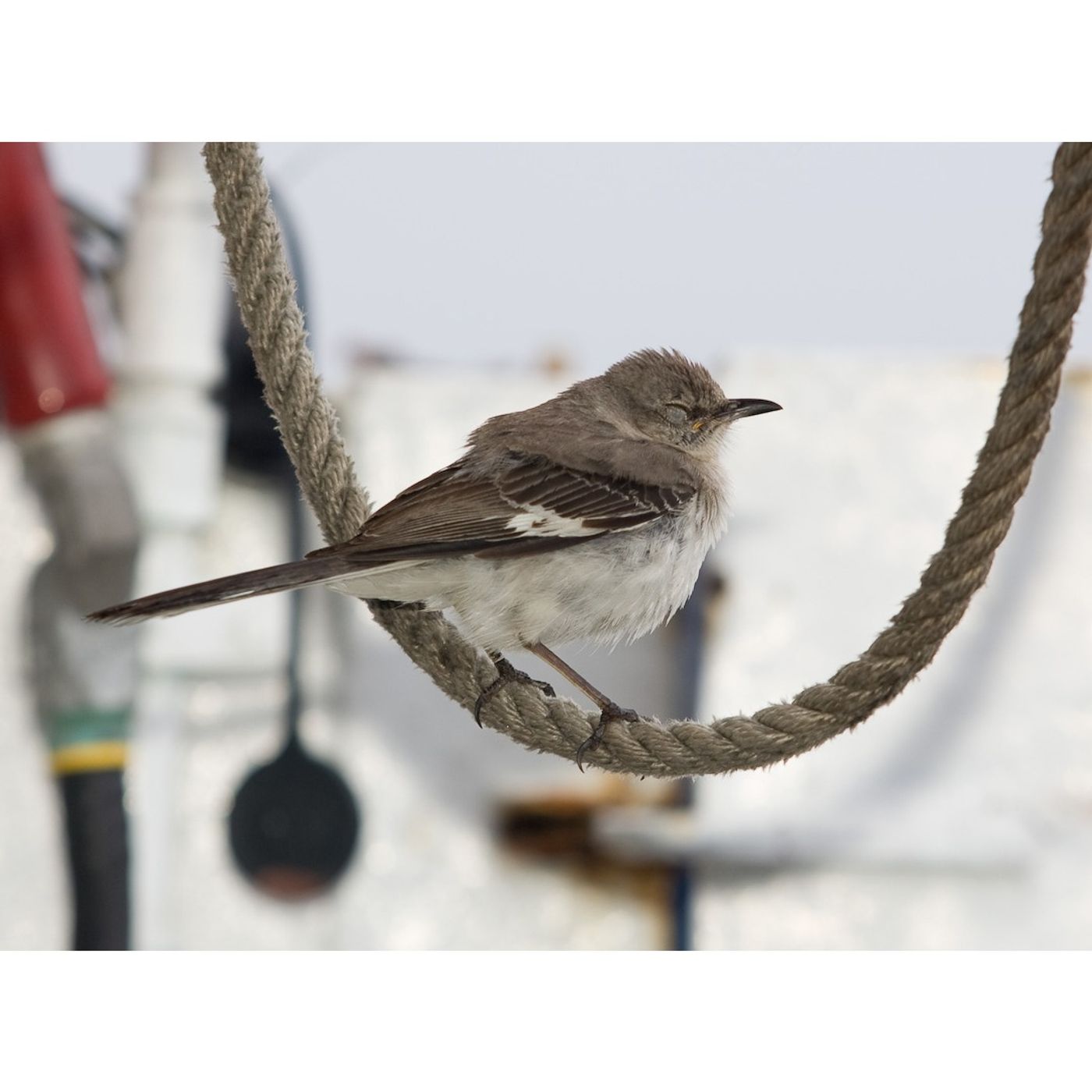 Stowaway Birds