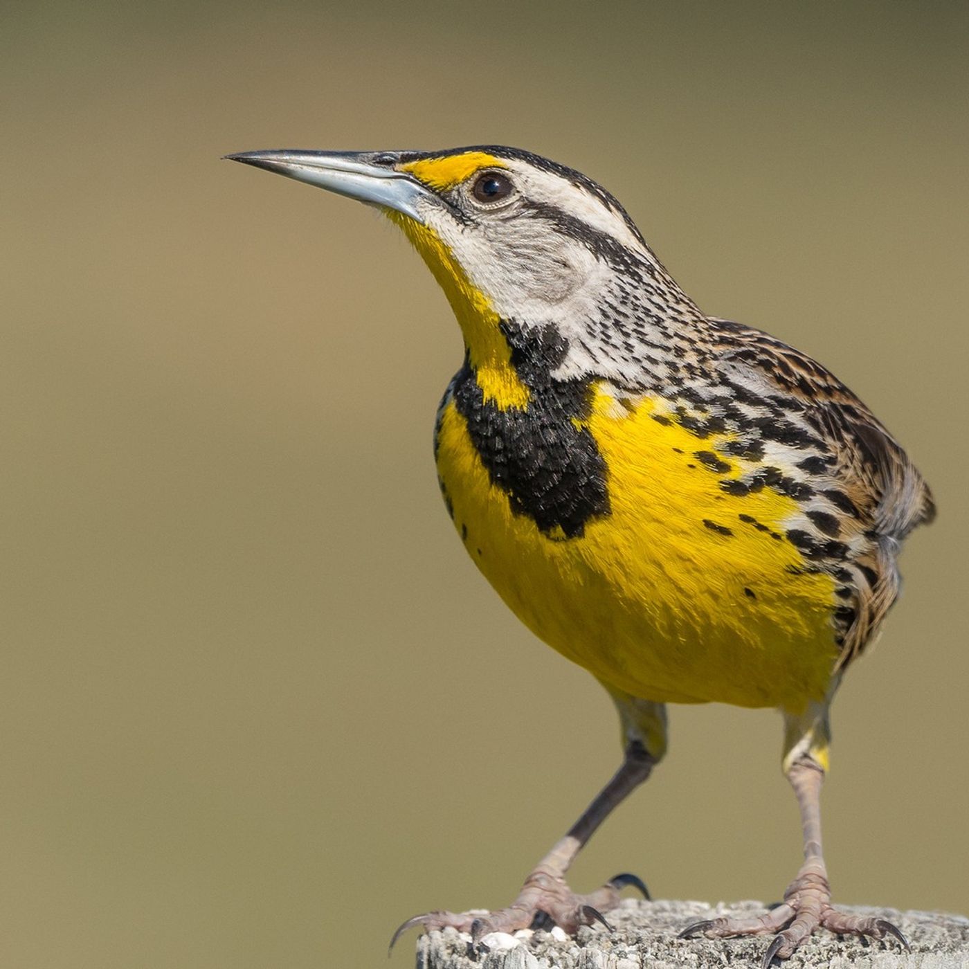 Tykee James on Recovering America's Wildlife Act