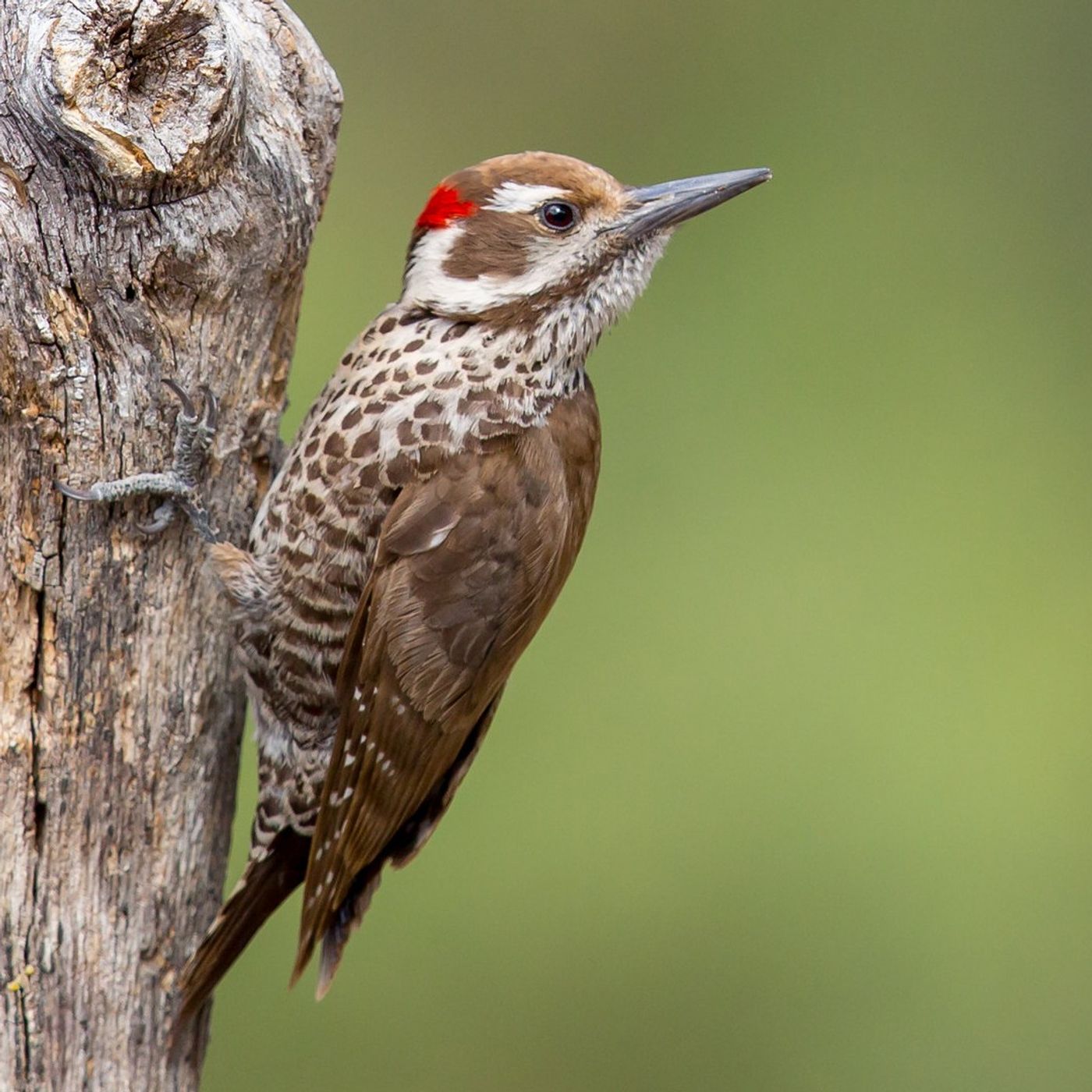 Arizona Woodpecker and the Sierra Madre