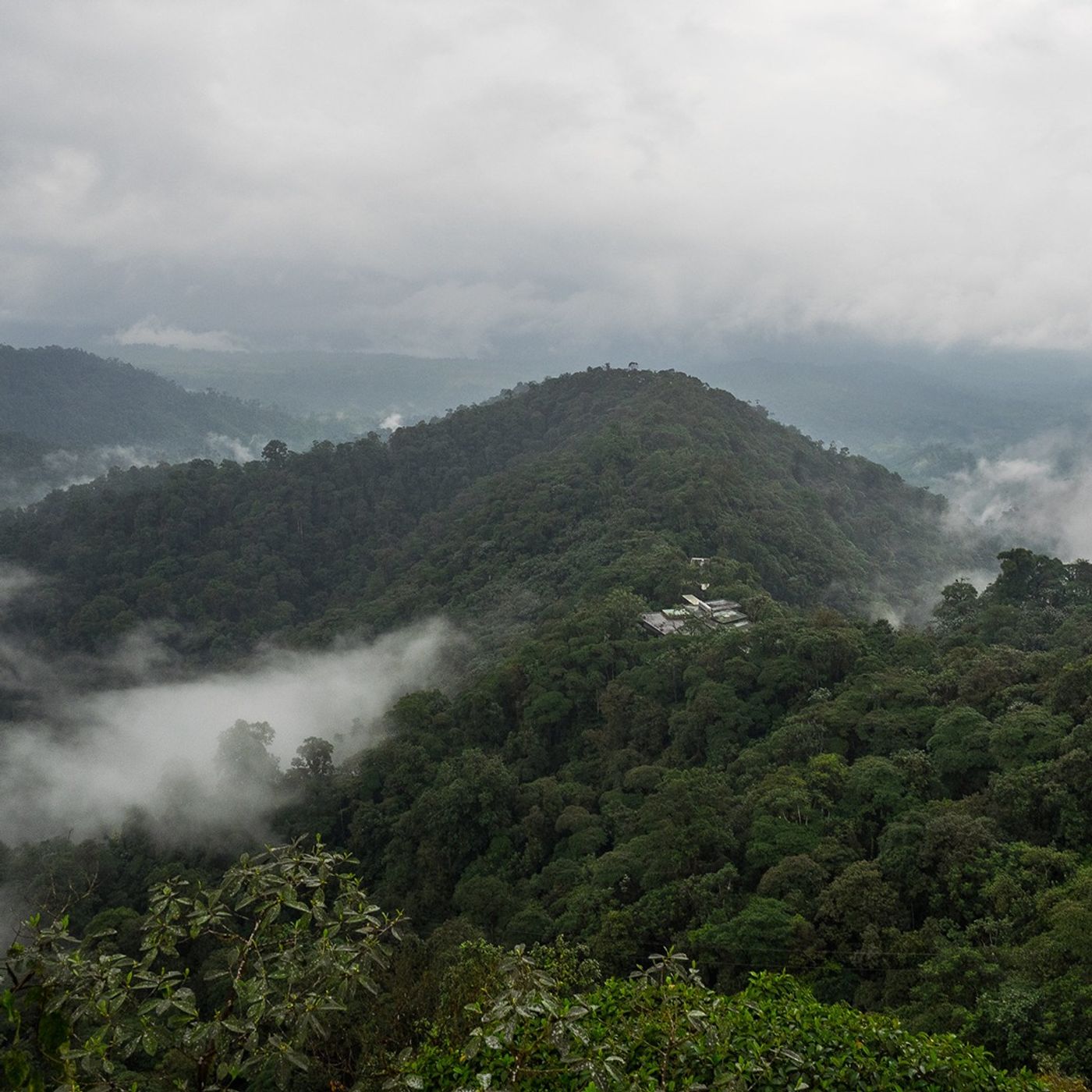 The Acoustic Value of the Cloud Forest