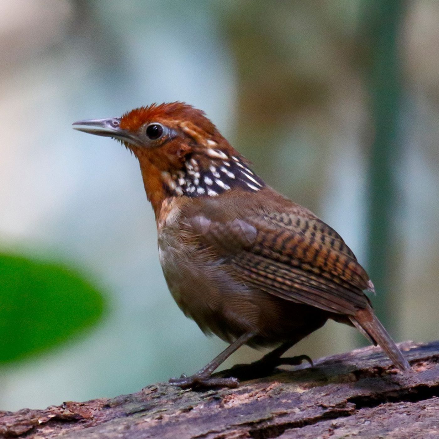 BirdNote Daily