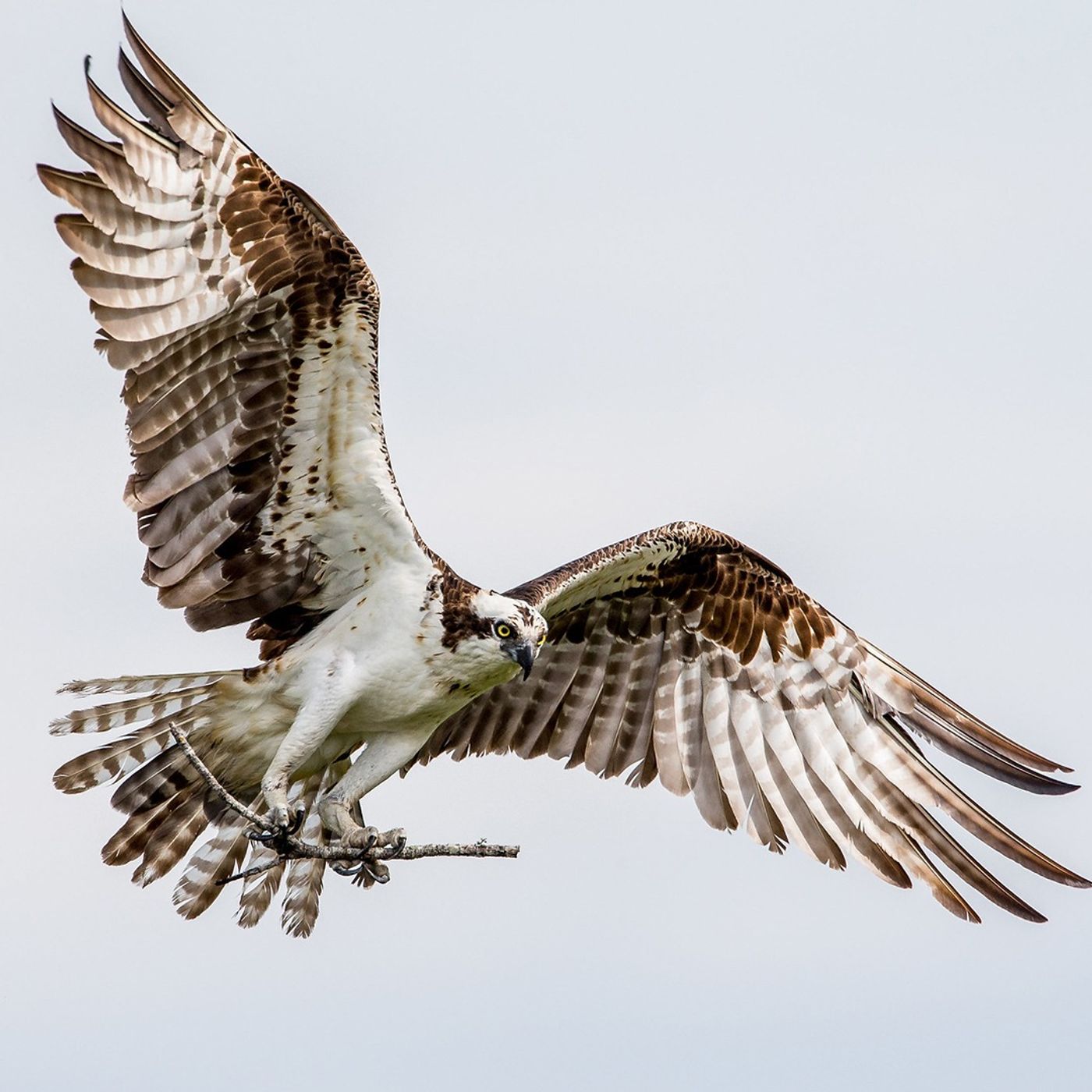 Ospreys Never Stop Building
