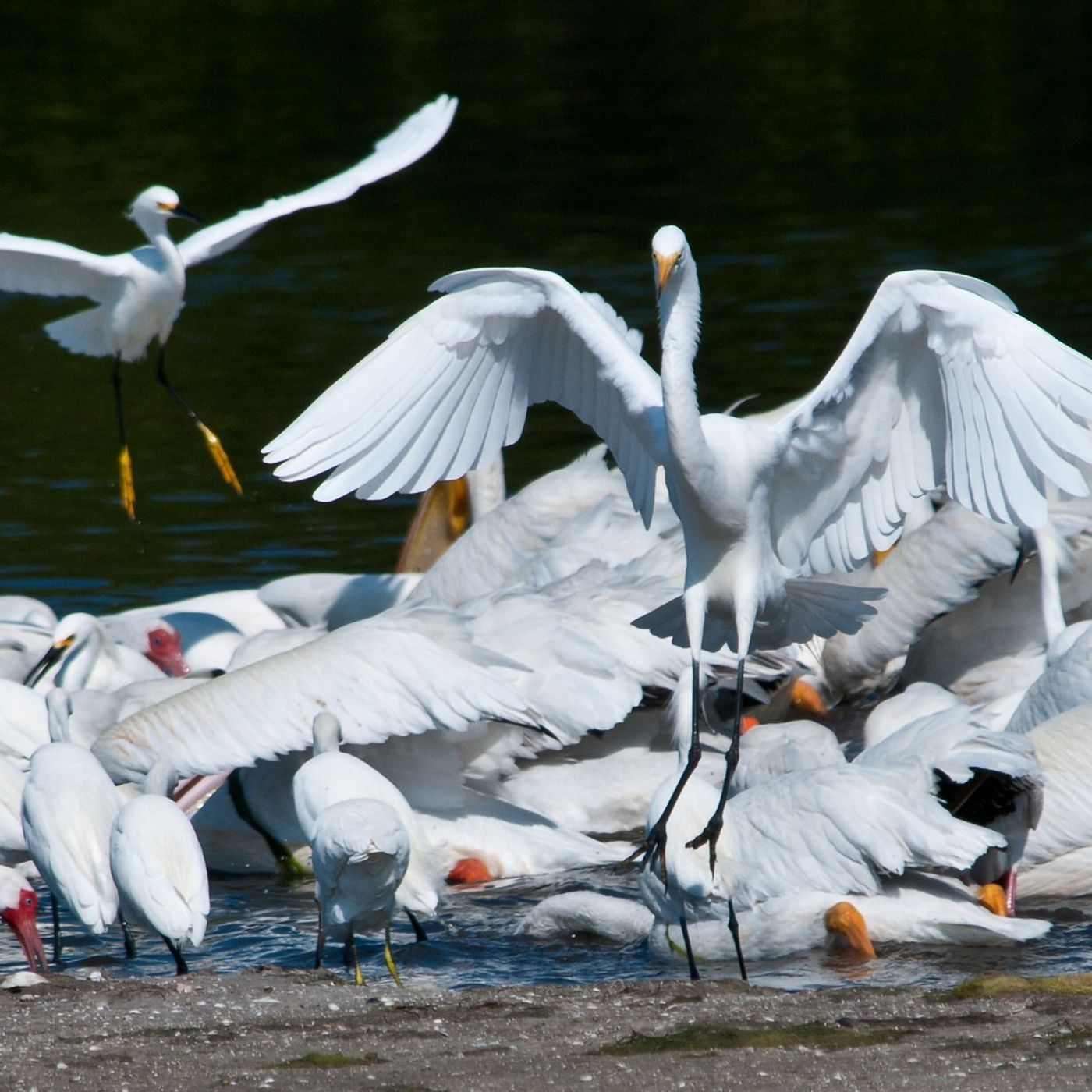 Feeding Frenzy