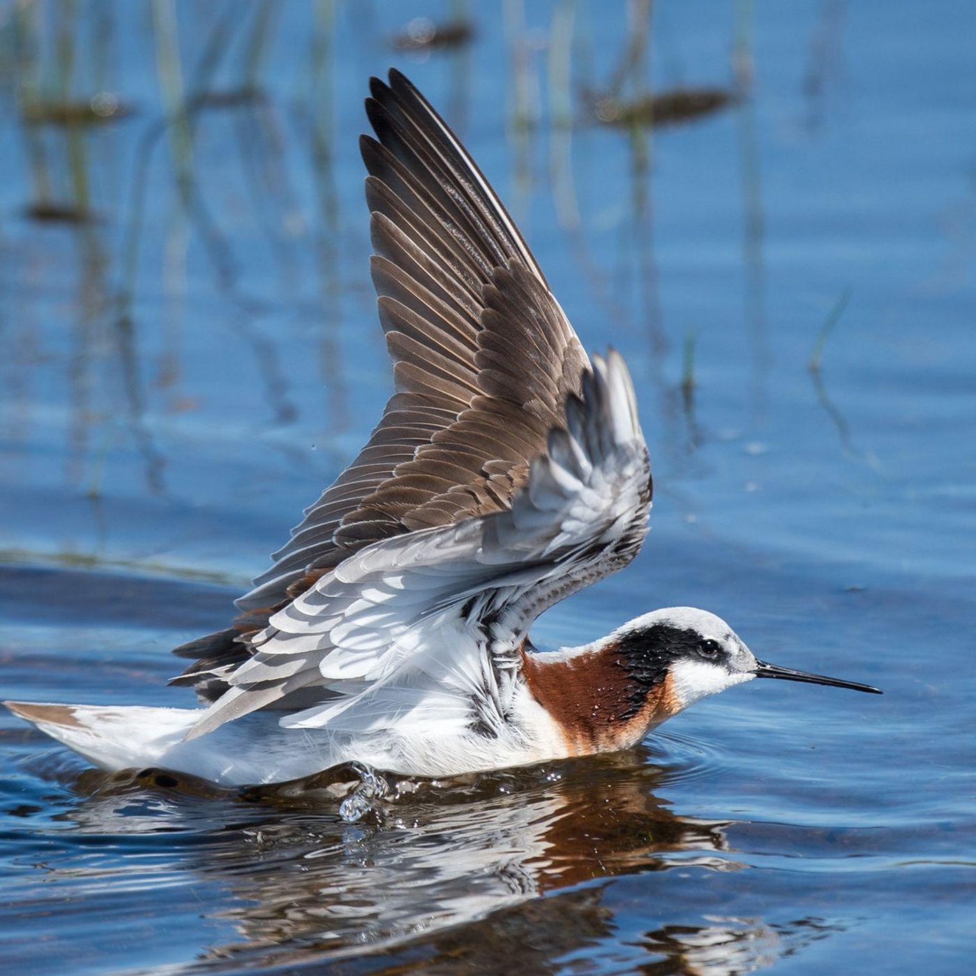 Wilson’s Phalarope