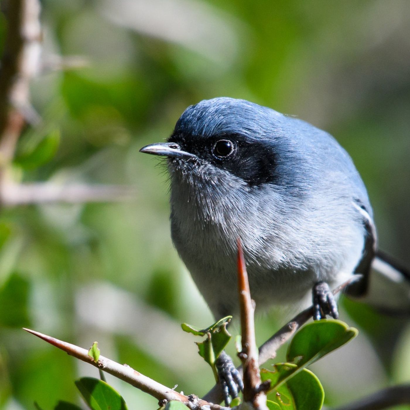 Pinpointing a Bird in a Forest by Ear