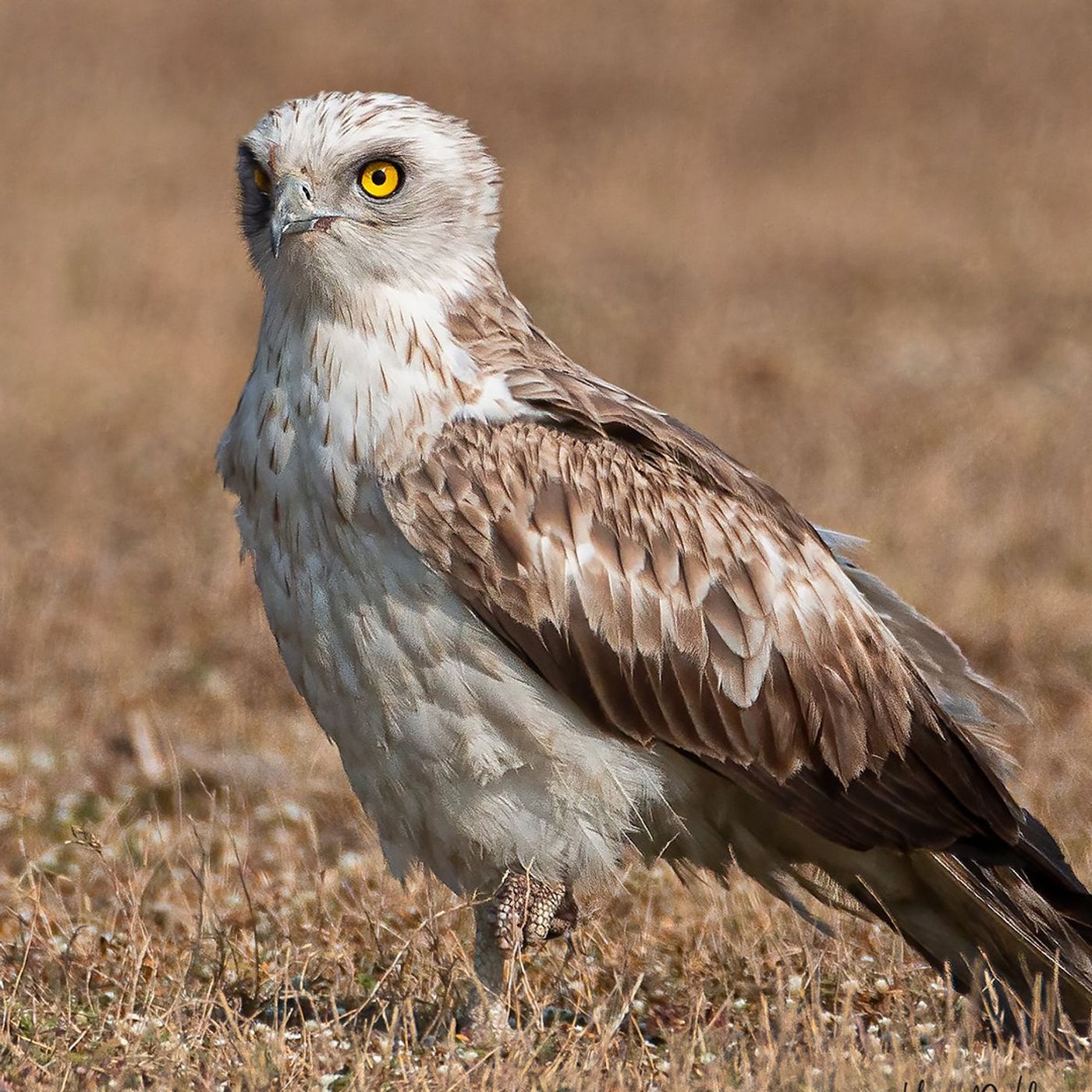 Snake-Eagles Are Awesome