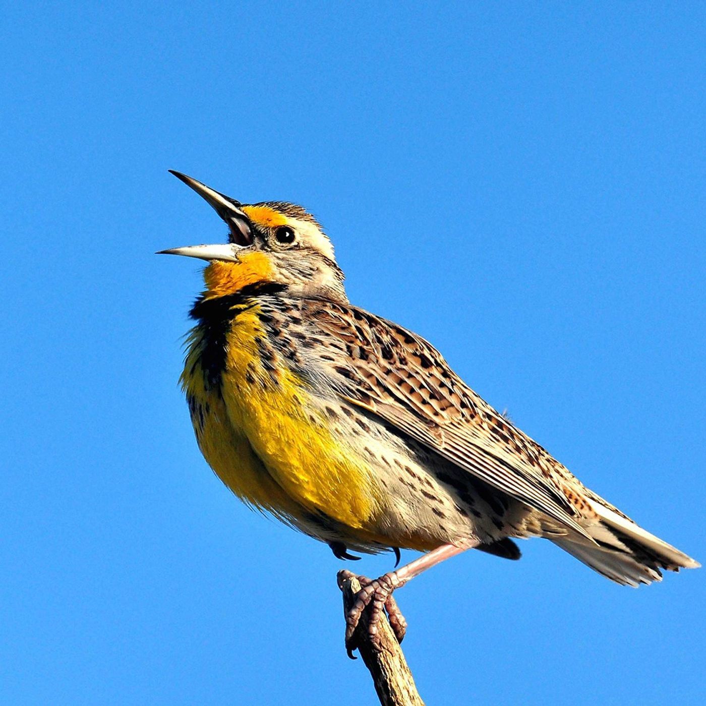 BirdNote Daily