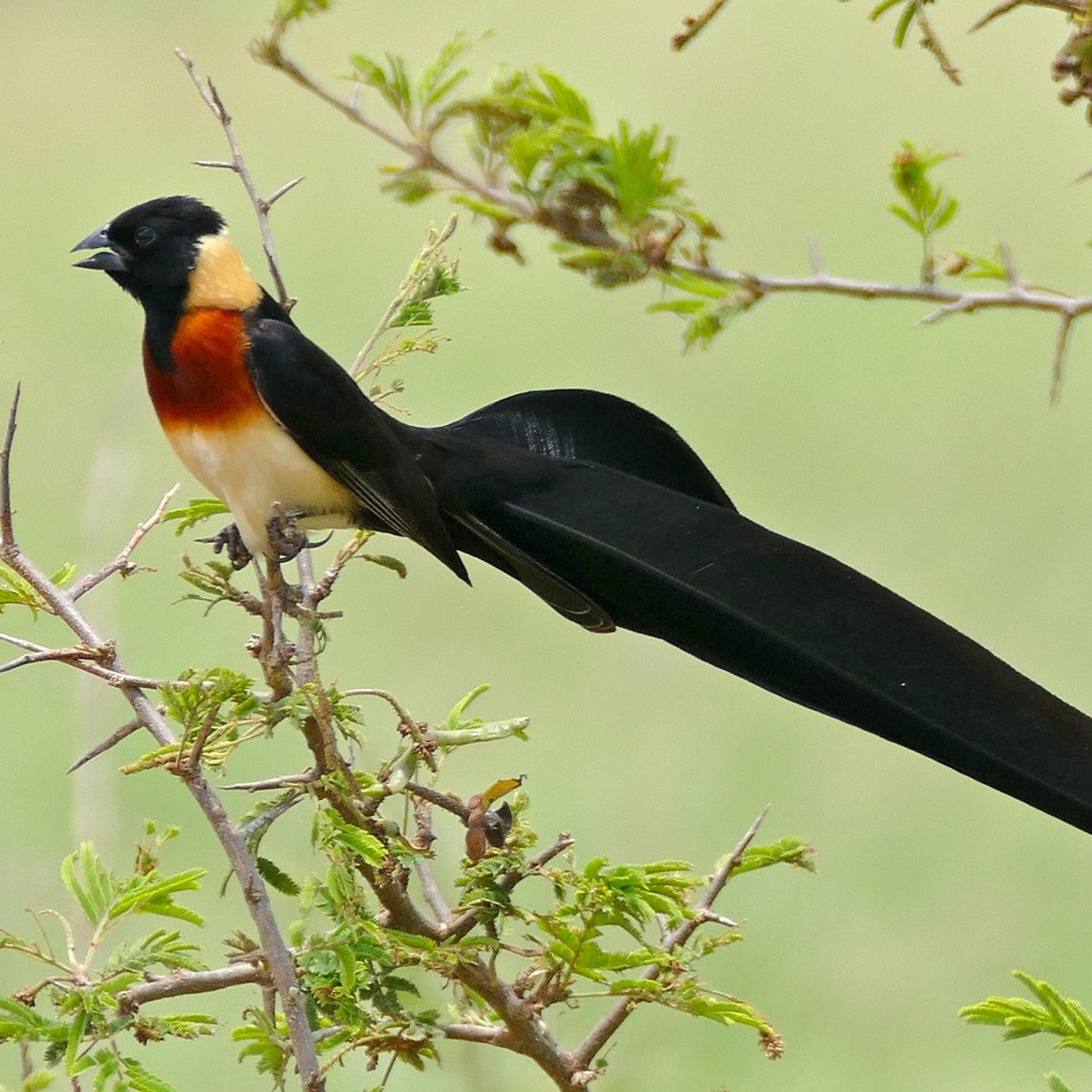 Paradise-Whydah