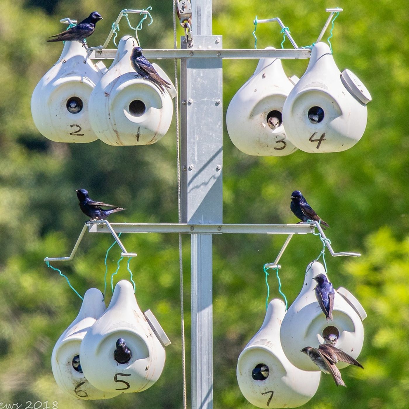 Providing Homes to Purple Martins