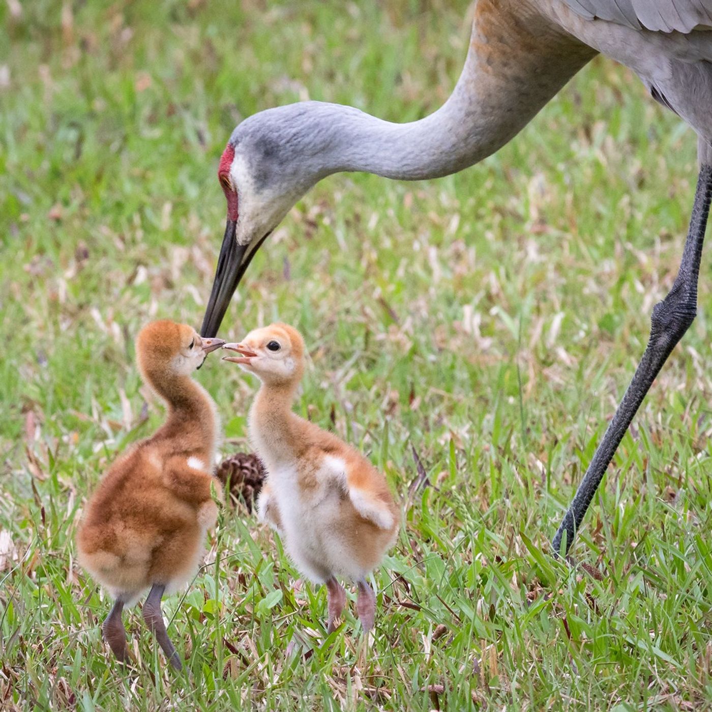 Sandhill Crane Families Stick Together
