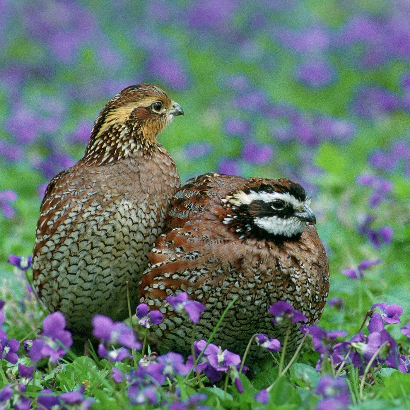 Kari Sasportas on Advocating for Autistic Birders