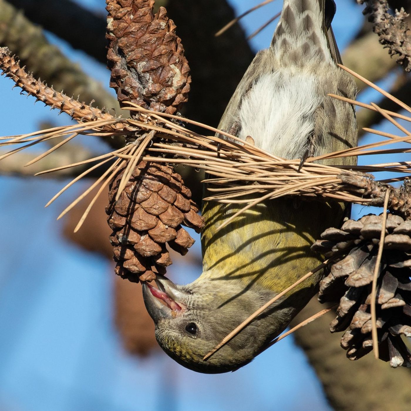 A Crossbill's Beak Does the Job