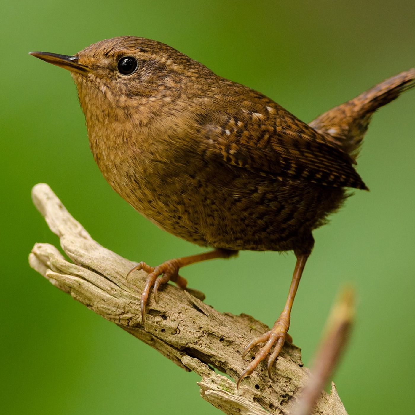 BirdNote Daily