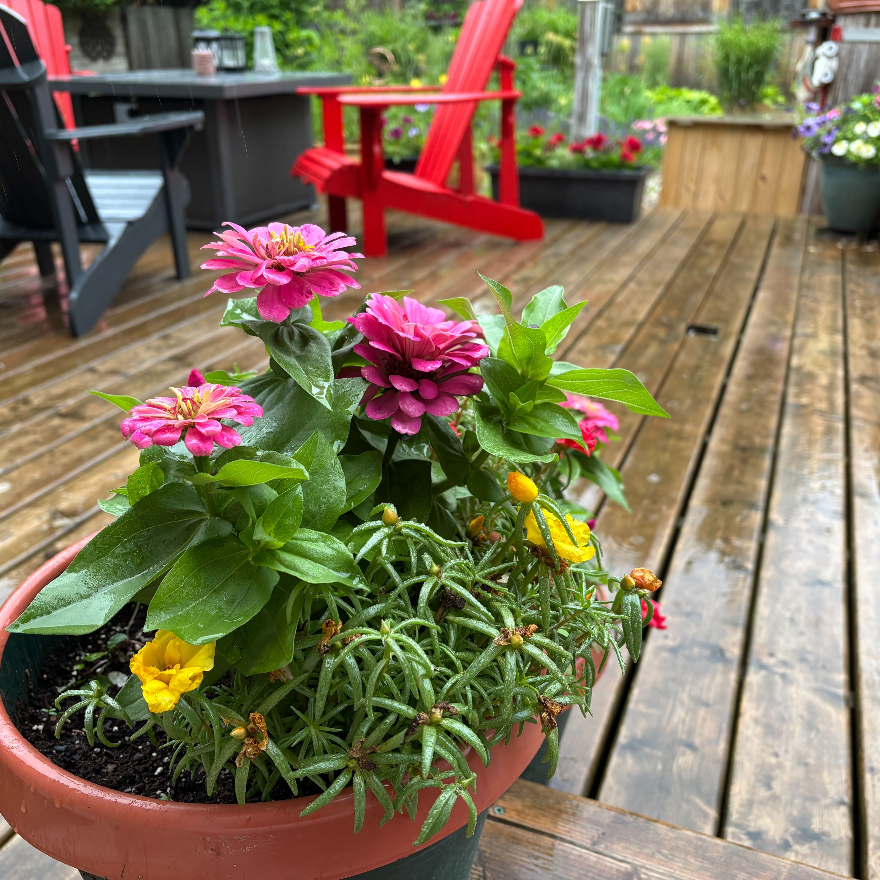 Meanderings with Trudy