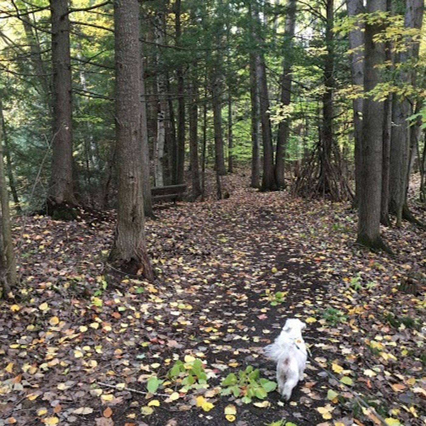 Thanksgiving Meander with Me (and my dog Poh)! episode artwork