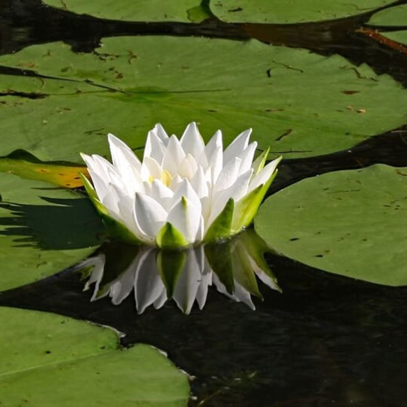 Meander Again: "The Joy Diet" by Martha Beck, chpt 5, "Risk"