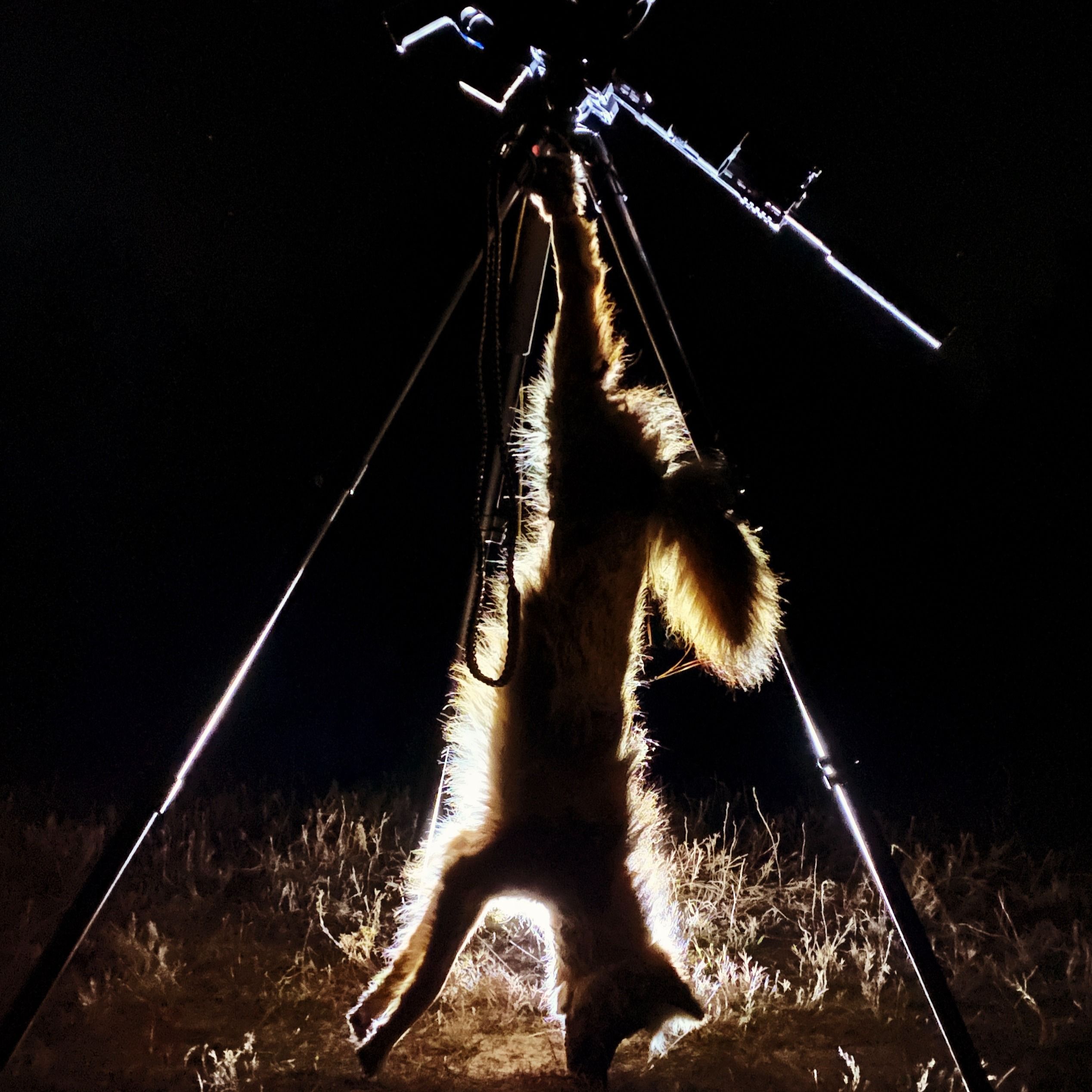 Preying on Predators