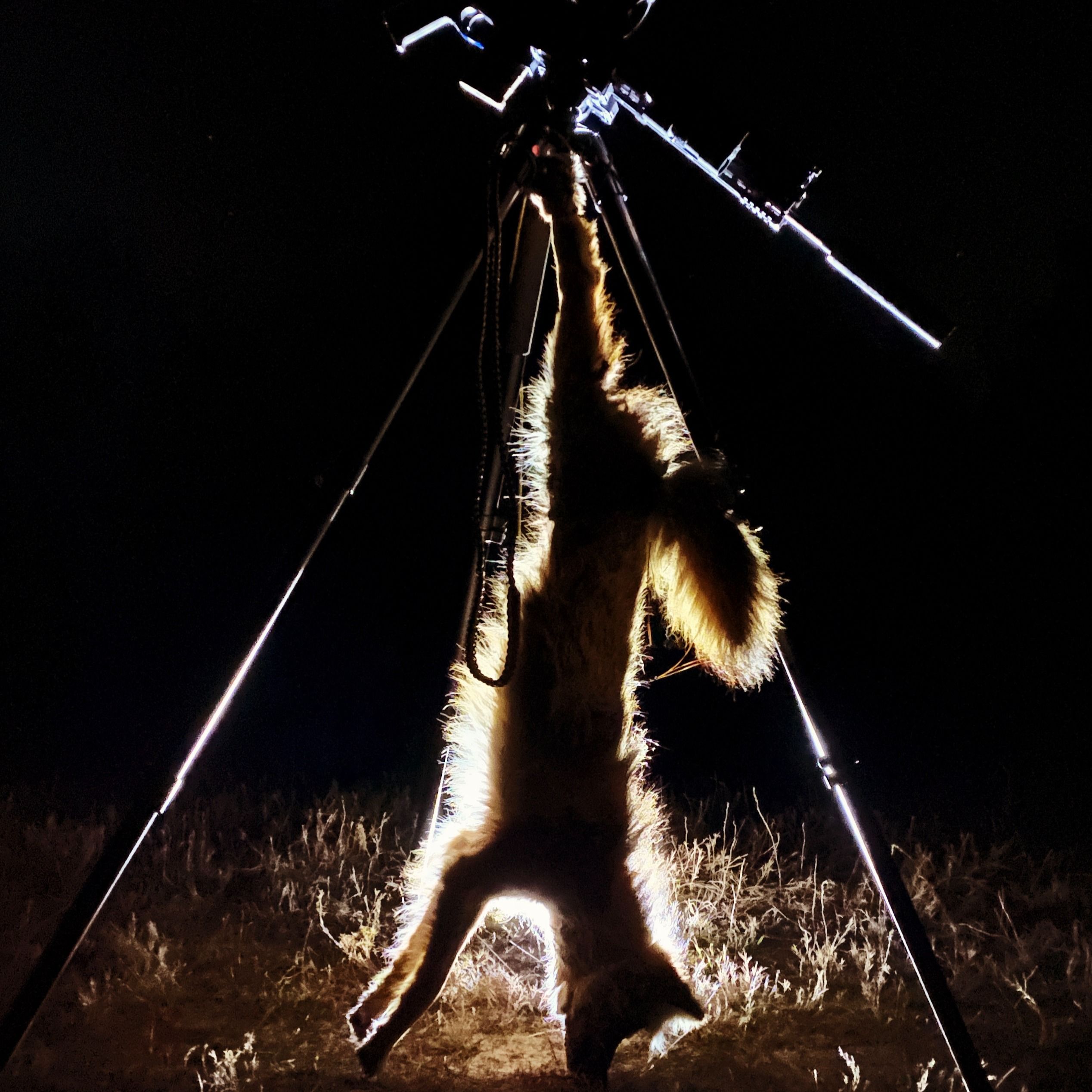 Preying on Predators