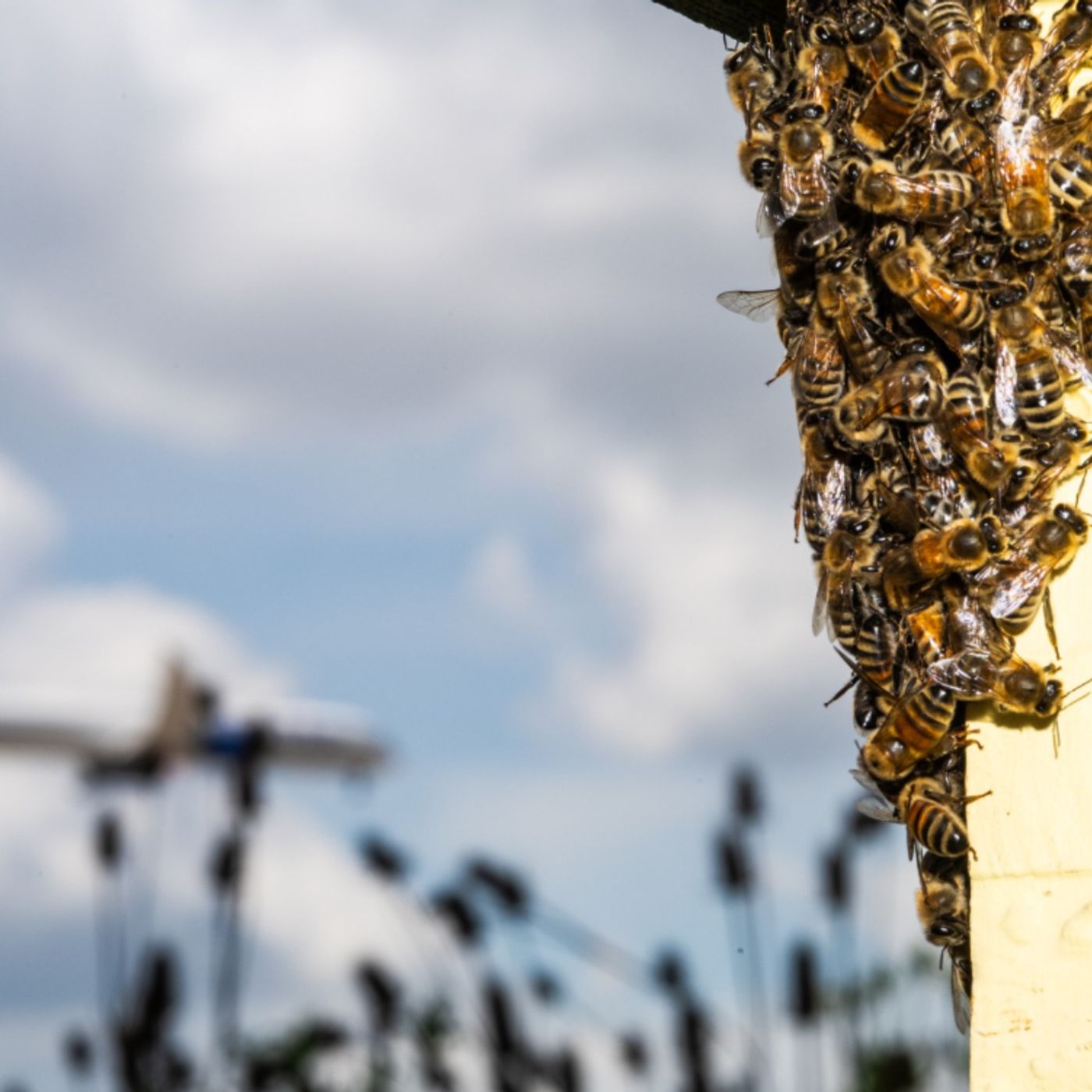 O'Hare's Bees Give A Second Chance To Formerly Incarcerated Chicagoans