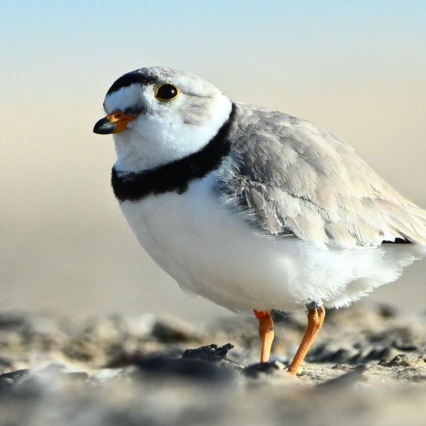 Saving A Great Lakes Species One Nest At A Time