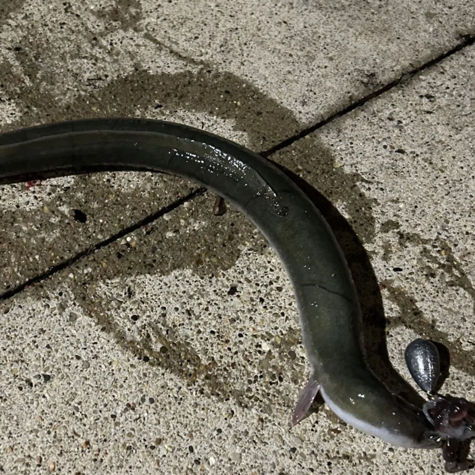 How Did An Eel Get Into The Chicago River? episode artwork