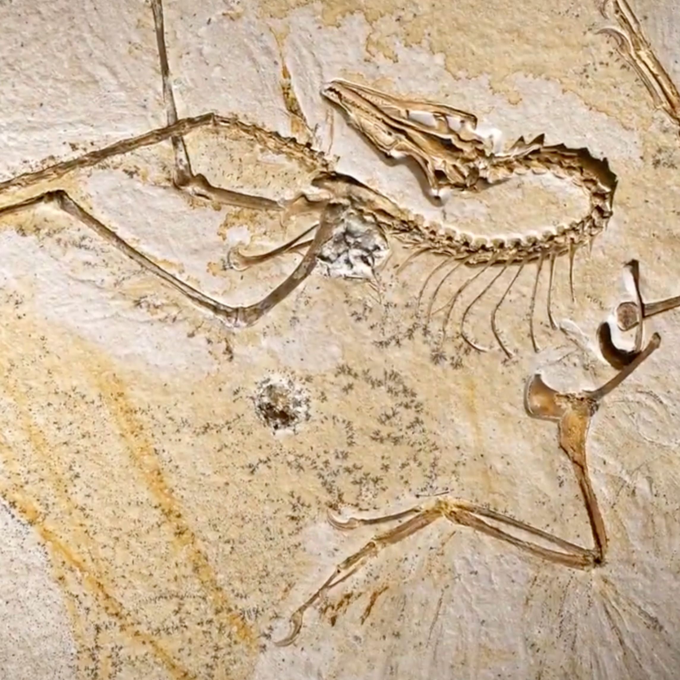 See The Fossil That Changed The World At The Field Museum