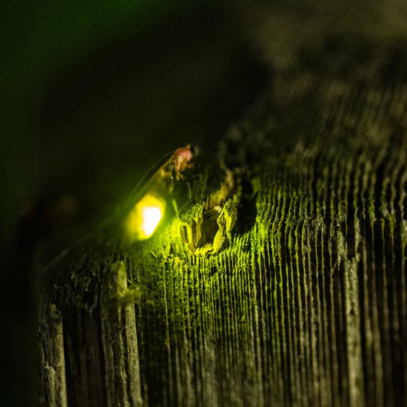 The Lightning Bugs Are Back This Year -- But Will This Be Their Curtain Call?