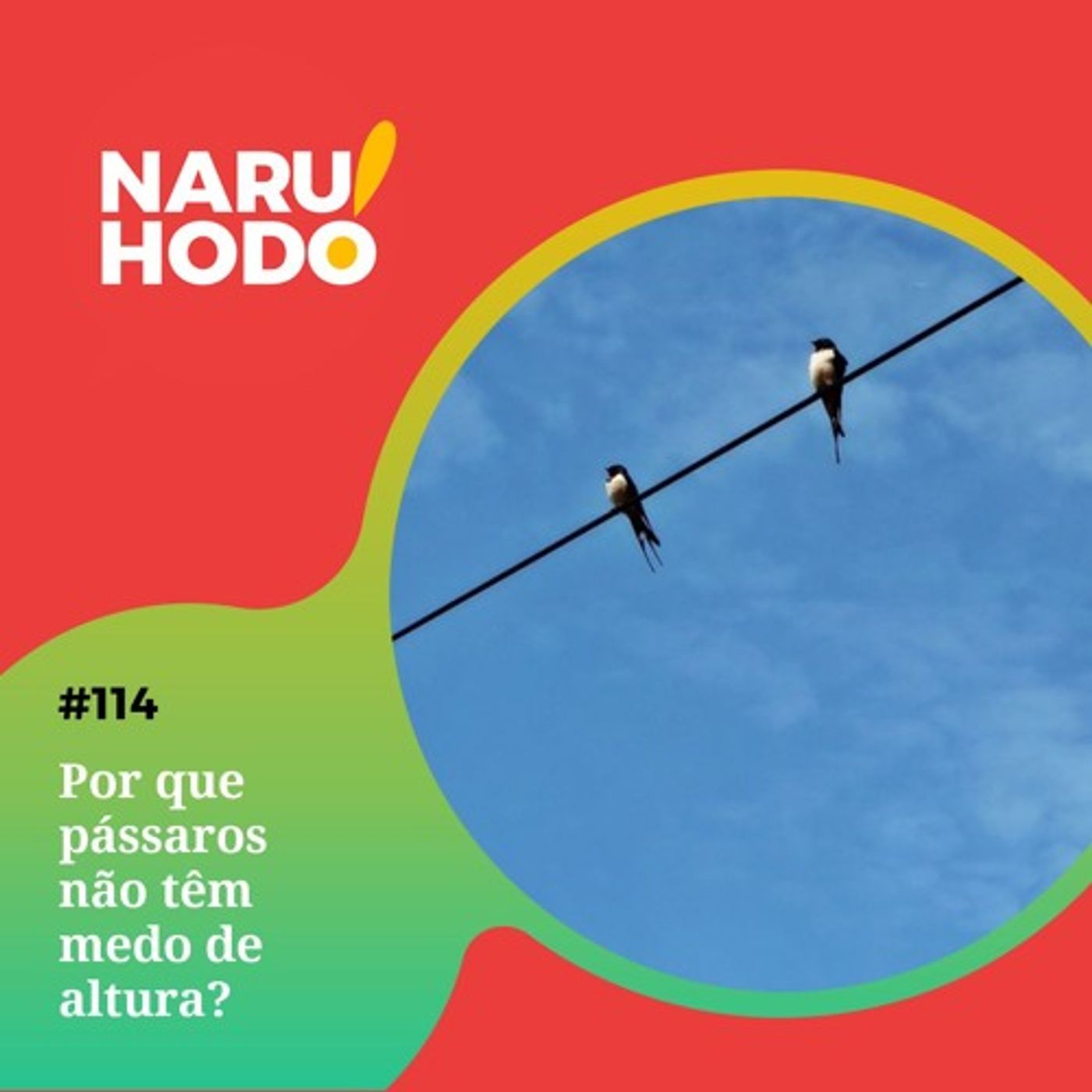 Naruhodo #114 - Por que pássaros não têm medo de altura?