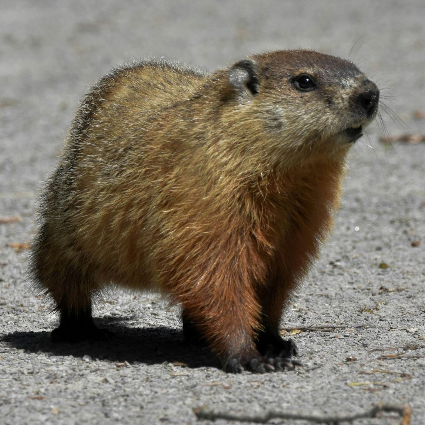 Groundhog Love...and Science